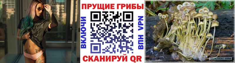 Псилоцибиновые грибы Psilocybe  Киренск 
